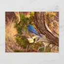 Pesquisar por bluebird cartoes postais Observação de aves