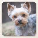 Pesquisar por yorkshire terrier porta copos Cão