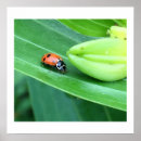 Pesquisar por ladybug pôsteres Inseto