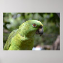 Pesquisar por pássaros exóticos pôsteres Animal