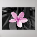 Pesquisar por plumeria pôsteres Flor