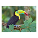 Pesquisar por floresta colorida pôsteres Selva