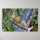 Pesquisar por finch pôsteres Bird