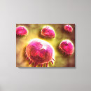 Pesquisar por anatomia impressão de canvas Rosa
