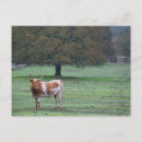 Pesquisar por vaca cartoes postais Rancho