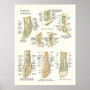 Pesquisar por tornozelo pósteres pôsteres Anatomia