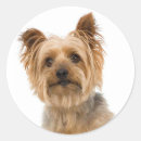 Pesquisar por yorkshire terrier adesivos Cão