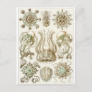 Pesquisar por ernst haeckel cartoes postais Biologia