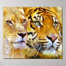 Pesquisar por dois leões pôsteres Vida selvagem