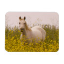 Pesquisar por da mostarda imas Fotografia