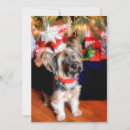 Pesquisar por natal yorkshire terrier cartoes postais Vertical