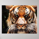 Pesquisar por olhos tigre artes pôsteres Gato