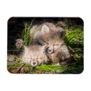 Pesquisar por wild imas Young animal