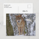 Pesquisar por inverno lobo cartoes postais Alaska