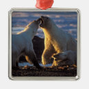 Pesquisar por alasca natal ornamentos Urso