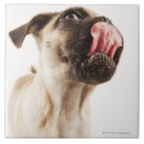 Pesquisar por pequeno azulejos Natureza