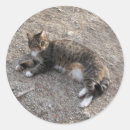 Pesquisar por descanso Gatos