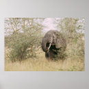 Pesquisar por elefante pôsteres Paisagem