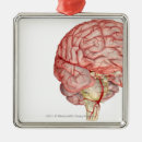 Pesquisar por cérebro ornamentos Humano