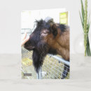 Pesquisar por cabra doméstica cartoes postais Fotografia