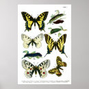 Pesquisar por ilustração borboleta pôsteres Bonito