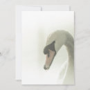 Pesquisar por cisnes brancas convites Aves