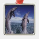 Pesquisar por nariz ornamentos Fauna