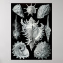 Pesquisar por marine life Oceano