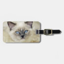 Pesquisar por ragdoll acessorios Animal de estimação