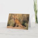Pesquisar por wildlife cartoes Sunset