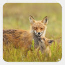 Pesquisar por red fox adesivos Raposas