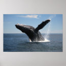 Pesquisar por mamífero marinho pósteres pôsteres Humpback