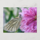 Pesquisar por butterfly cartoes postais Flor