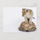 Pesquisar por leão branco cartoes postais Animal