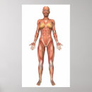 Pesquisar por sistema muscular pôsteres Imagem gerada digitalmente