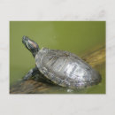 Pesquisar por barra cartoes postais Animais