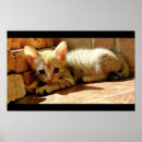 Pesquisar por triste pôsteres Gatinho