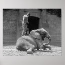 Pesquisar por vintage zoo pósteres pôsteres Retro