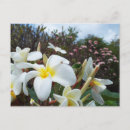 Pesquisar por plumeria cartoes postais Branco