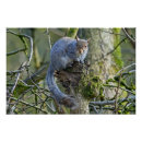 Pesquisar por esquilo de árvore pôsteres Mamífero