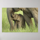 Pesquisar por elefante indiano pôsteres Vida selvagem