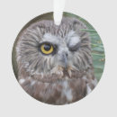 Pesquisar por a serra whet a coruja Birding
