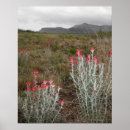 Pesquisar por flor do deserto pôsteres Planta
