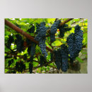 Pesquisar por vinho e uvas pôsteres Vinhas