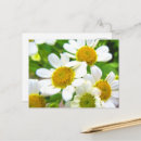 Pesquisar por flores da margarida cartoes postais For her