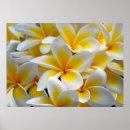 Pesquisar por plumeria pôsteres Foto