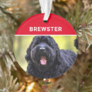 Pesquisar por foto do terrier Dogs