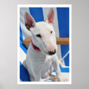 Pesquisar por terrier de touro pôsteres Cachorro