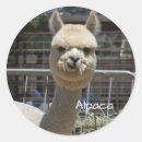 Pesquisar por alpaca adesivos Animais