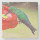 Pesquisar por hummingbird porta copos Fotografia